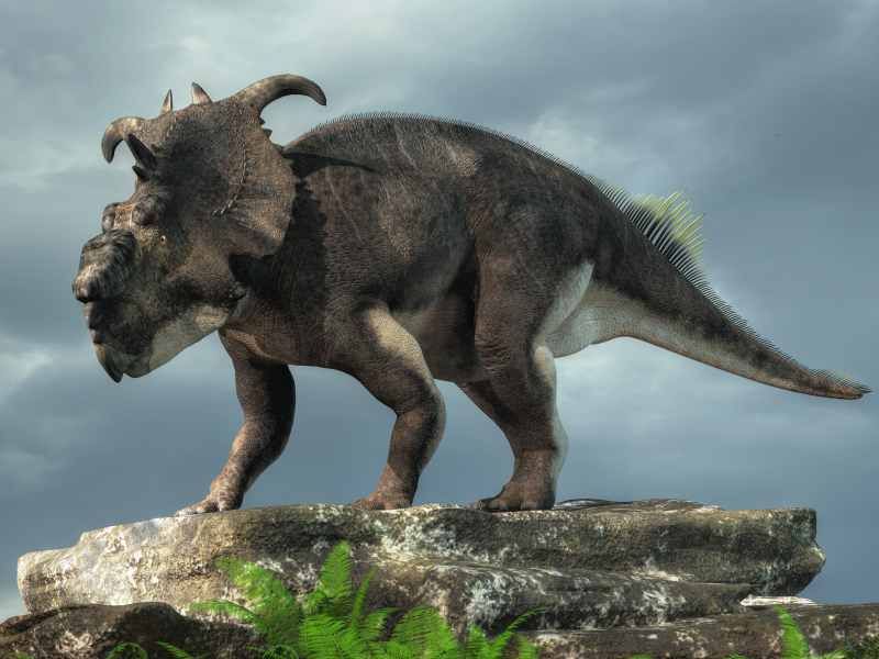 Pachyrhinosaurus