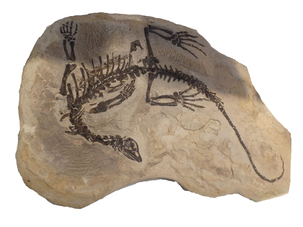 Definice paleontologie, její rozdělení a význam