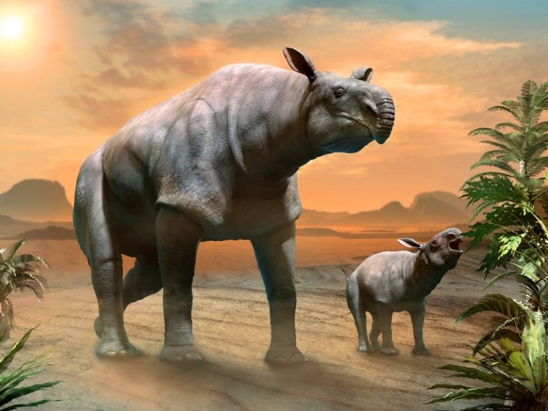 Paraceratherium