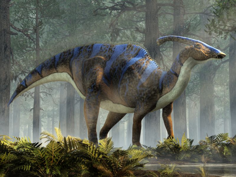 Parasaurolophus