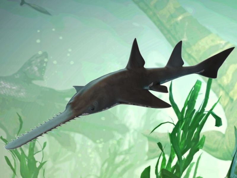 Onchopristis, obří křídový piloun