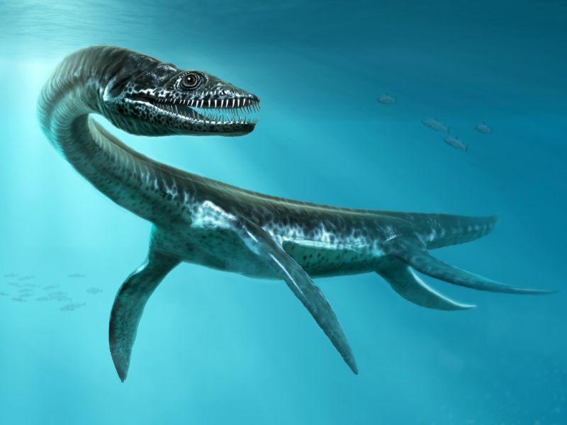 Plesiosaurus