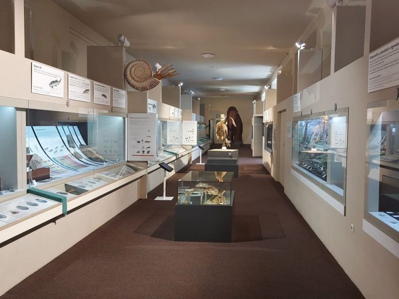 Muzeum Bratislava - paleontologická expozice