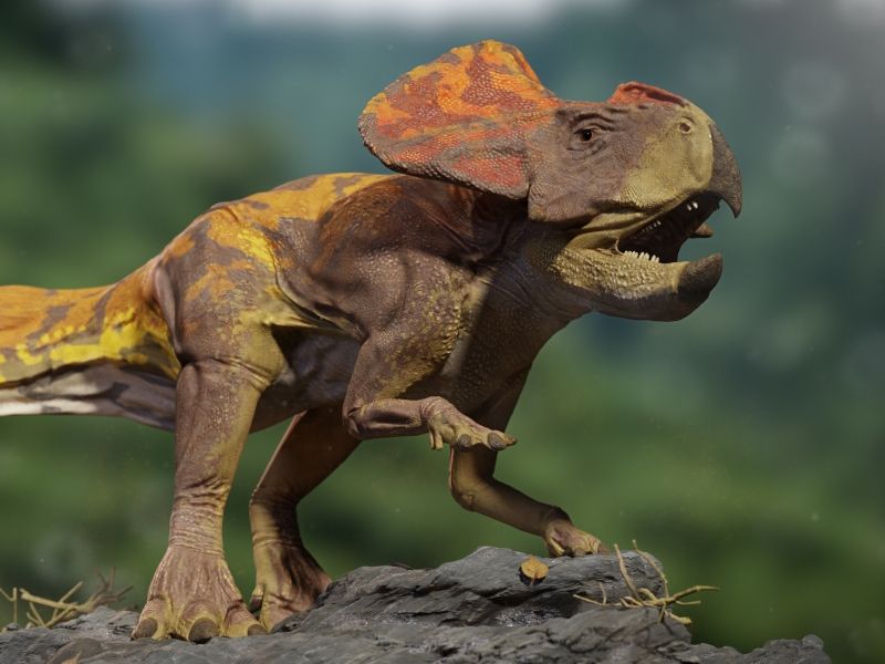 Protoceratops