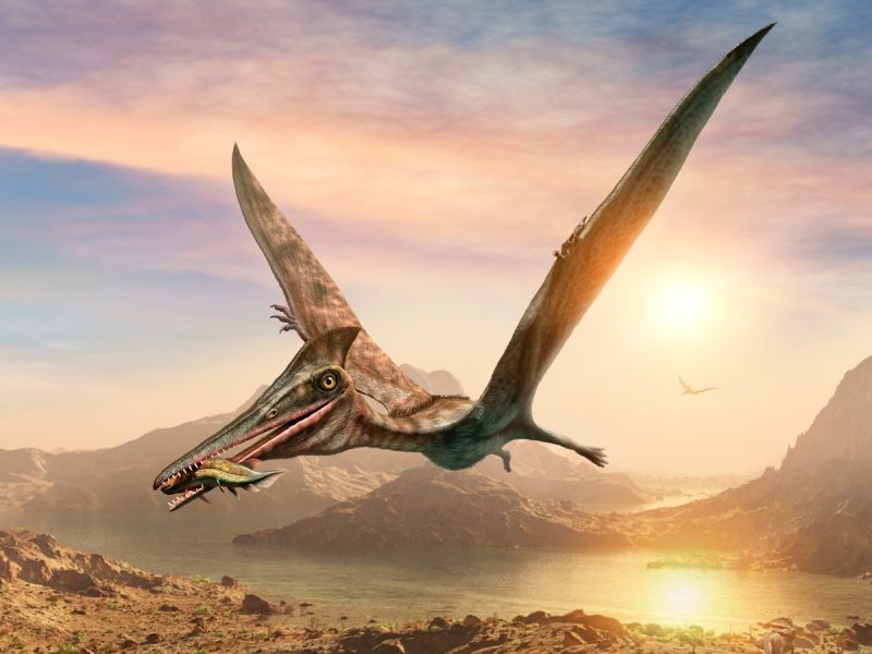 Pterosaurus (ptakoještěr)
