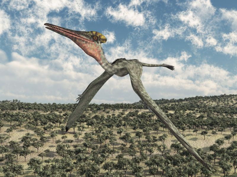 Pterodaktyl