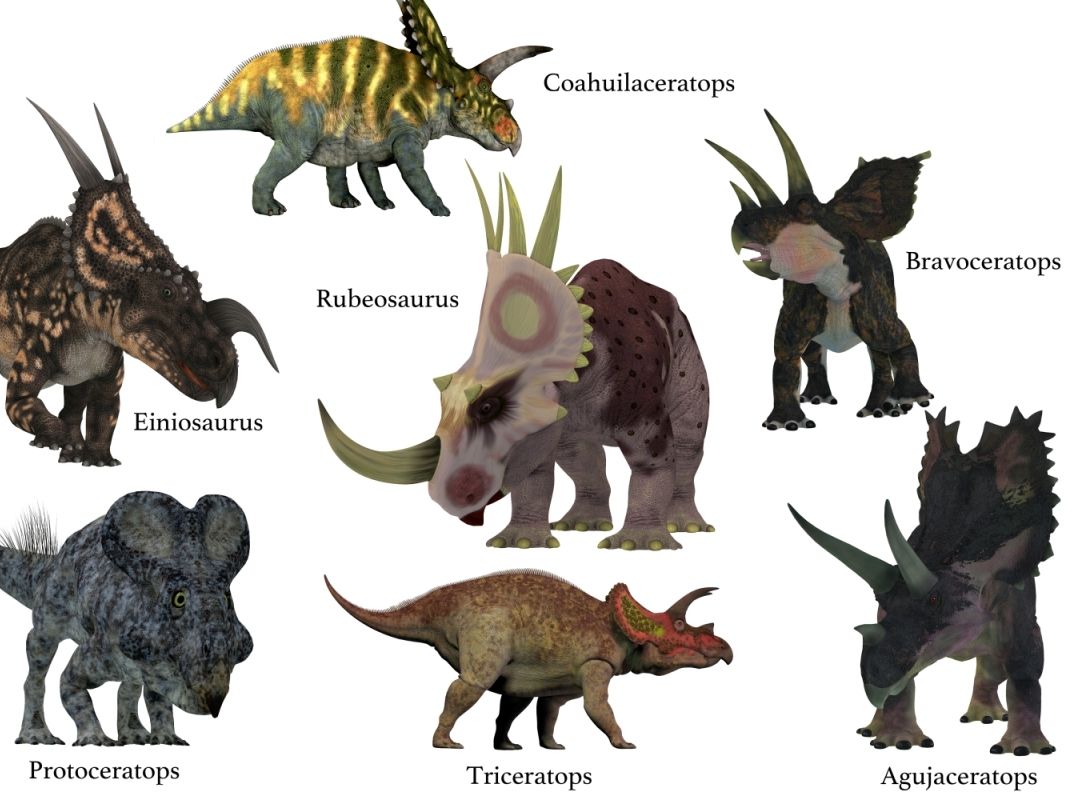 Ceratopsia - rohatí dinosauři