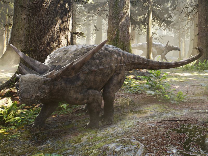 Sauropelta