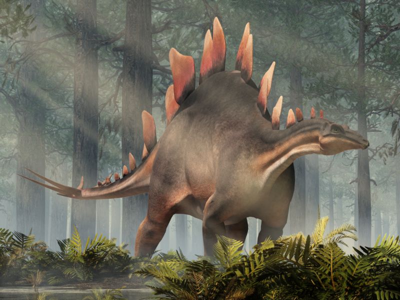 Stegosaurus