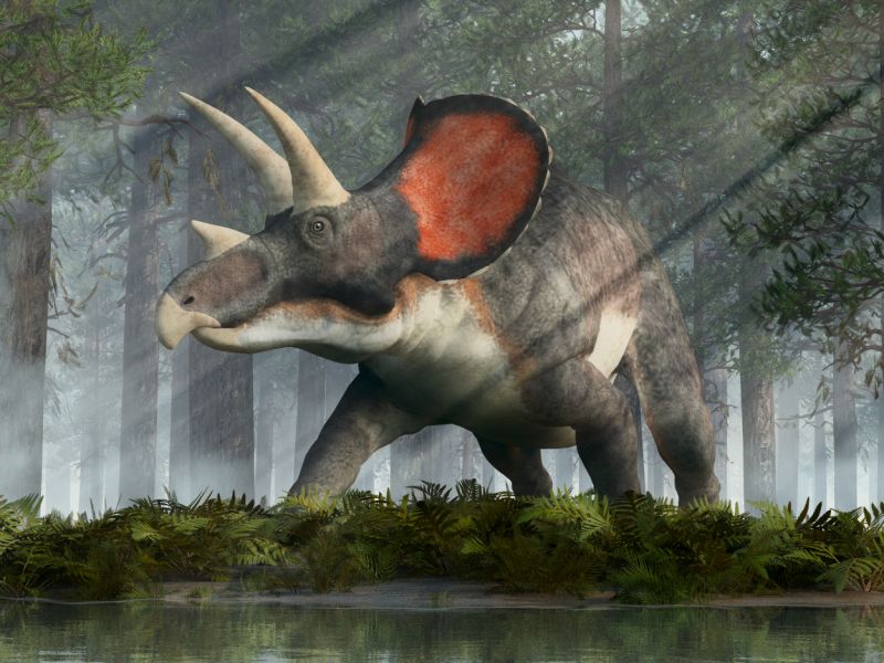 Triceratops