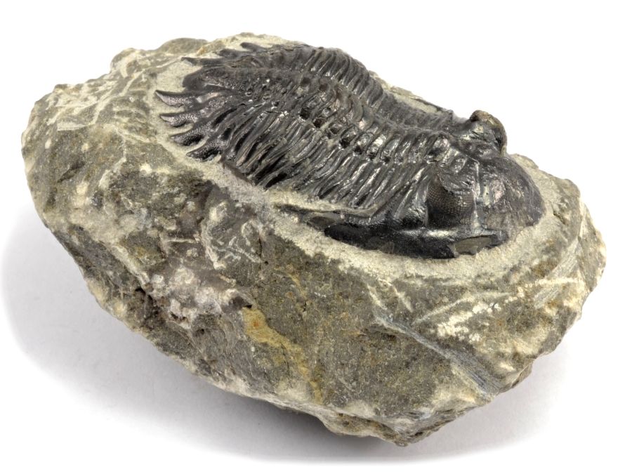 Fotografie trilobitů