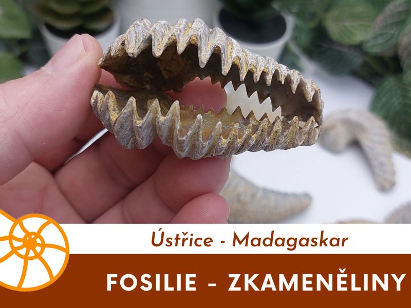 Fosilní ústřice Alectryonia ungulata - Madagaskar