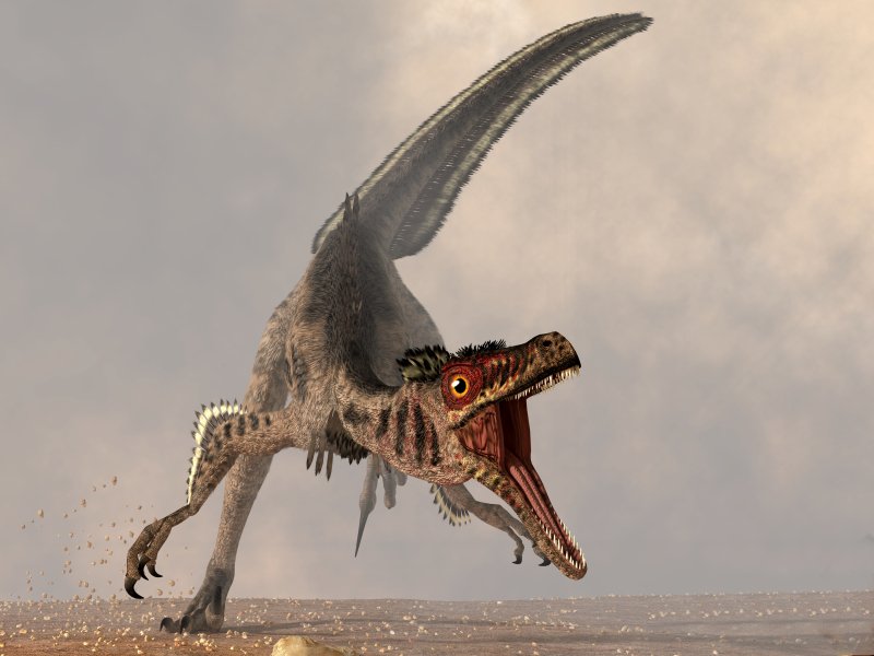 Velociraptor