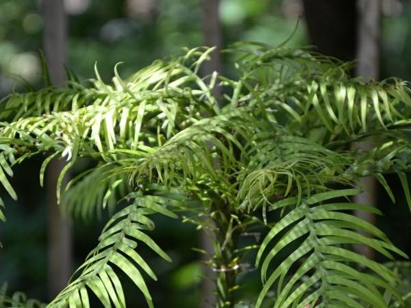 Živoucí fosilie - rostliny (flora)