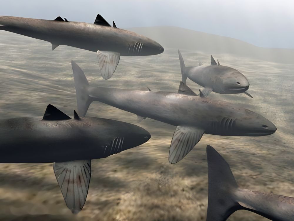 Cladoselache - jeden z nejstarších žraloků