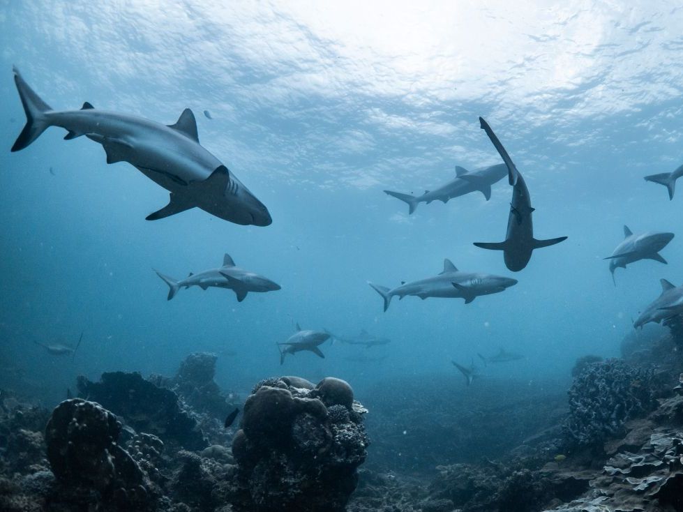 Žraloci pravěku a jejich zuby