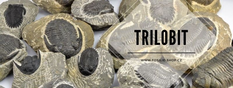 Trilobit Maroko