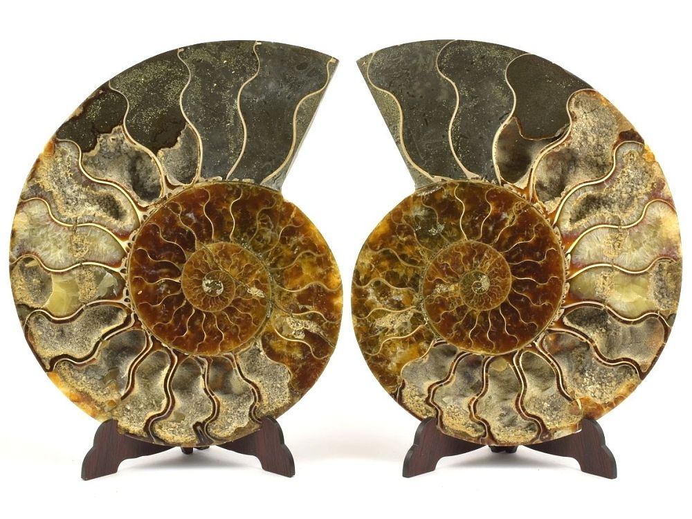 amonit-lesteny-3-zajimavosti