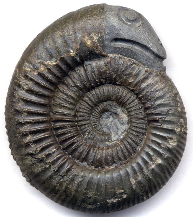 hadi-kamen-snakestone-Dactylioceras-commune-ammonit-Whitby