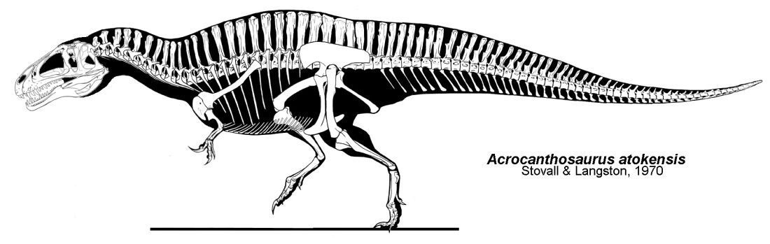 Acrocanthosaurus-atokensis-kostra