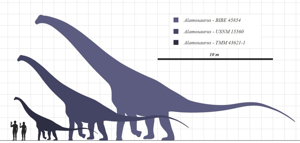 Alamosaurus-velikosti
