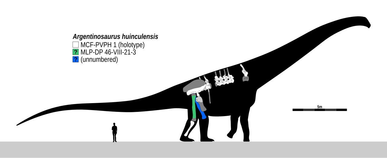 Argentinosaurus, největší dinosaurus světa, zobrazený vedle siluety člověka pro srovnání.
