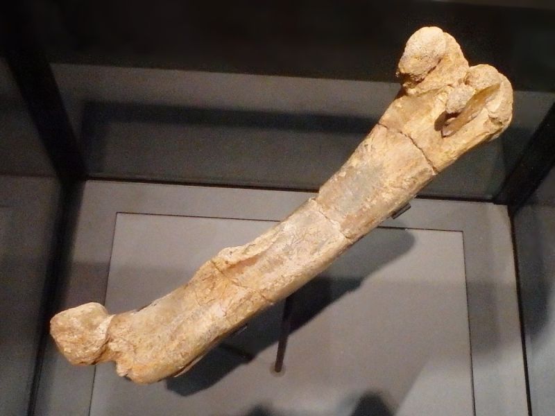 kost-ceskeho-dinosaura-burianosaurus-augustai