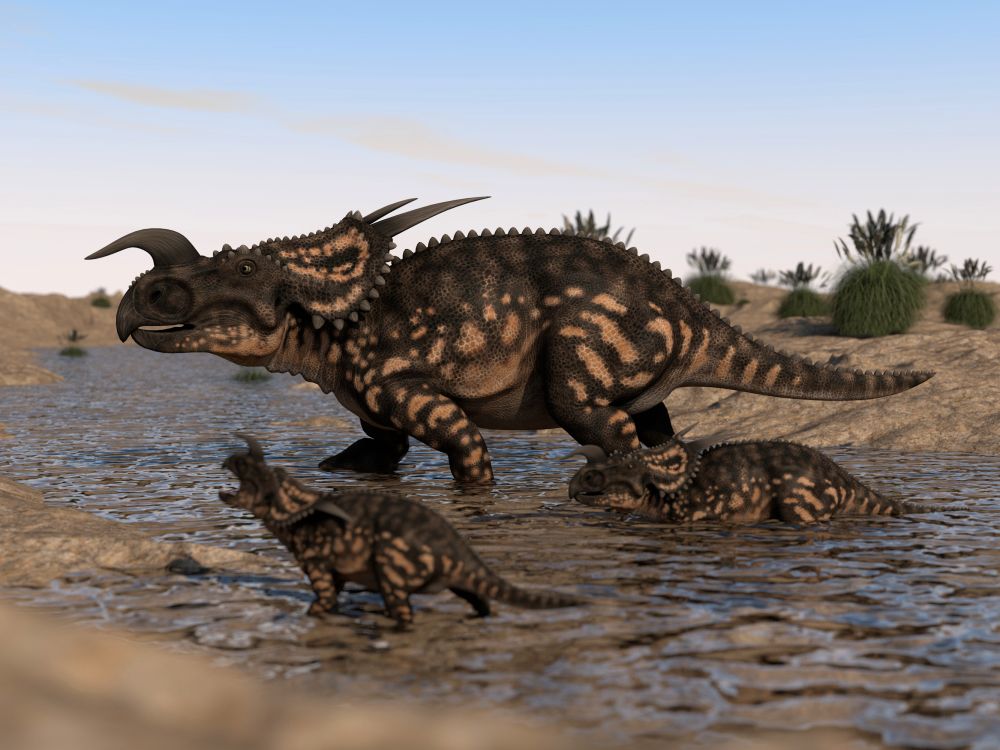 Einiosaurus rohatý dinosaurus brodící řeku se dvěma mláďaty v suché pravěké krajině.
