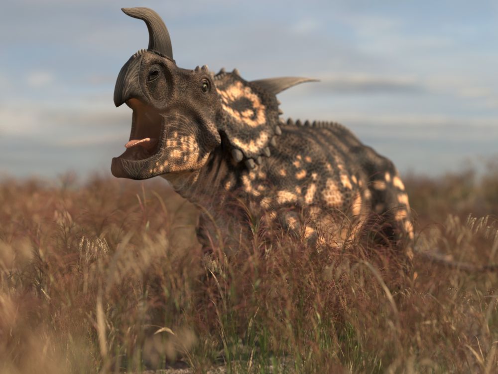 Einiosaurus rohatý prehistorický dinosaurus částečně skrytý ve vysoké trávě.