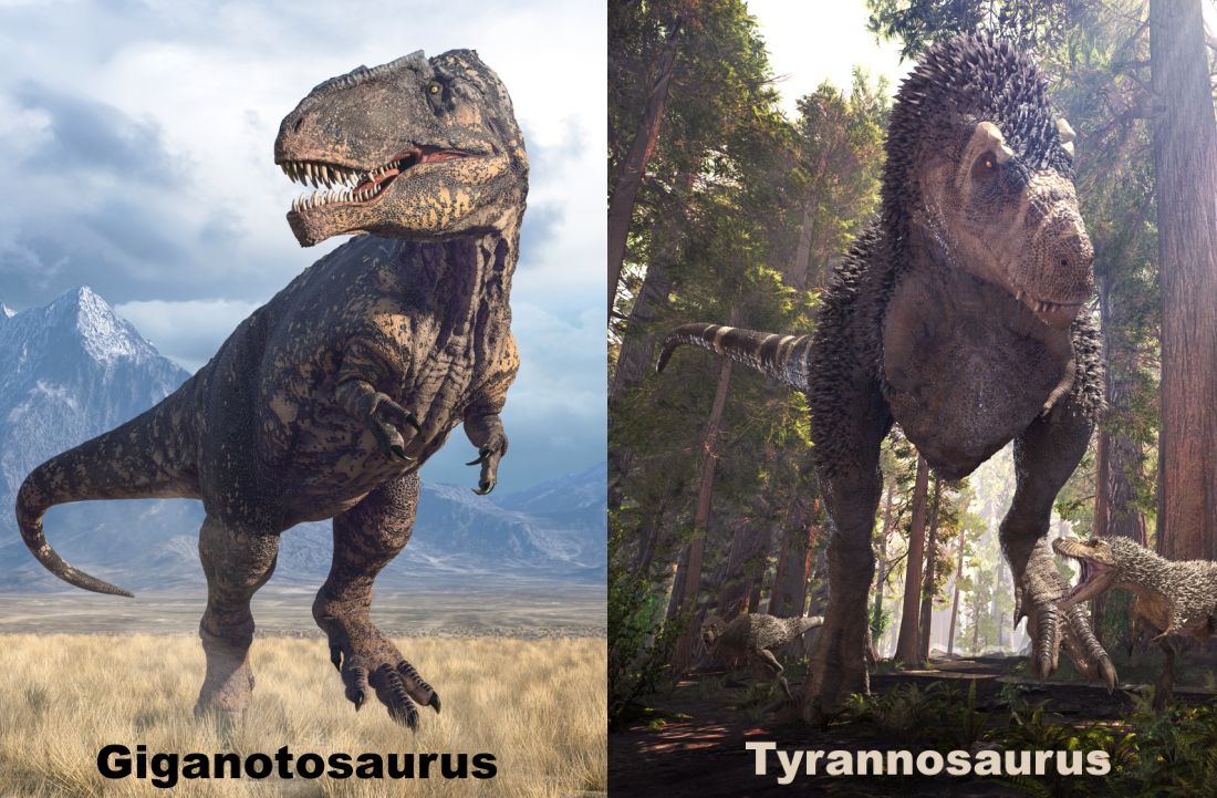 gigantosaurus-vs-tyrannosaurus