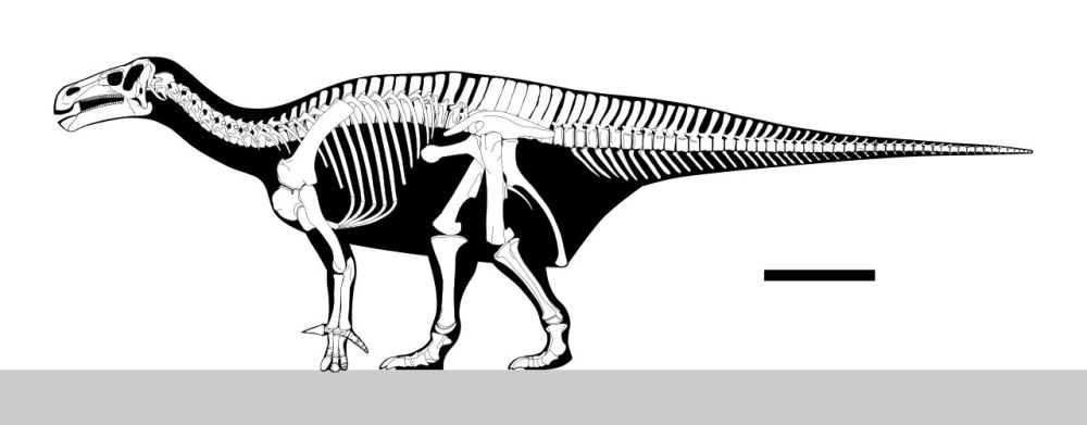 iguanodon-kostra-dinosaurus