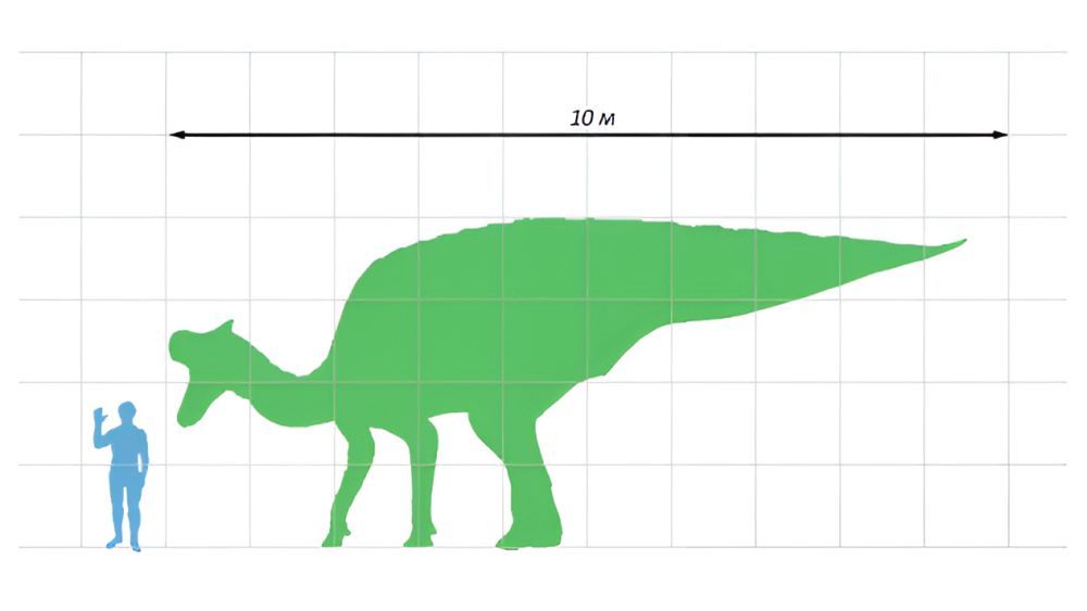 Lambeosaurus-velikost