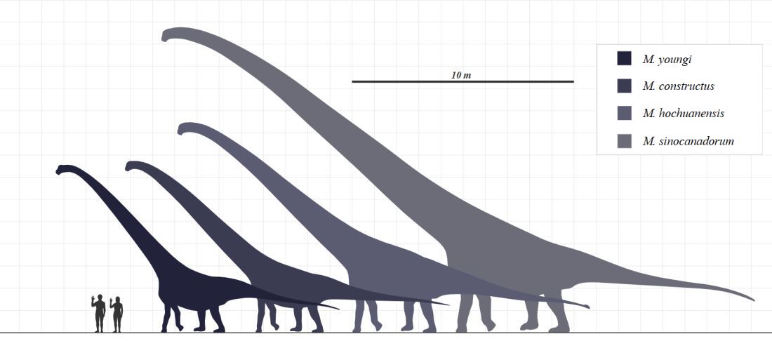 Mamenchisaurus-druhy