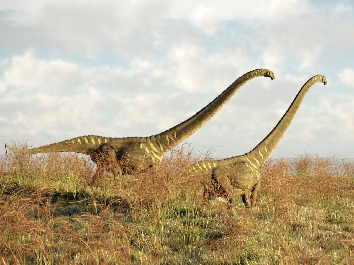 Dva dinosauři Mamenchisaurus kráčející ve vysoké suché trávě při pohledu z boku.