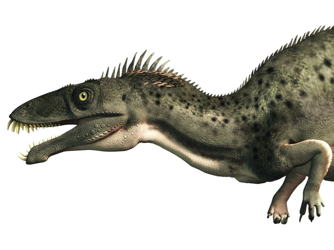 Masiakasaurus detail zubů