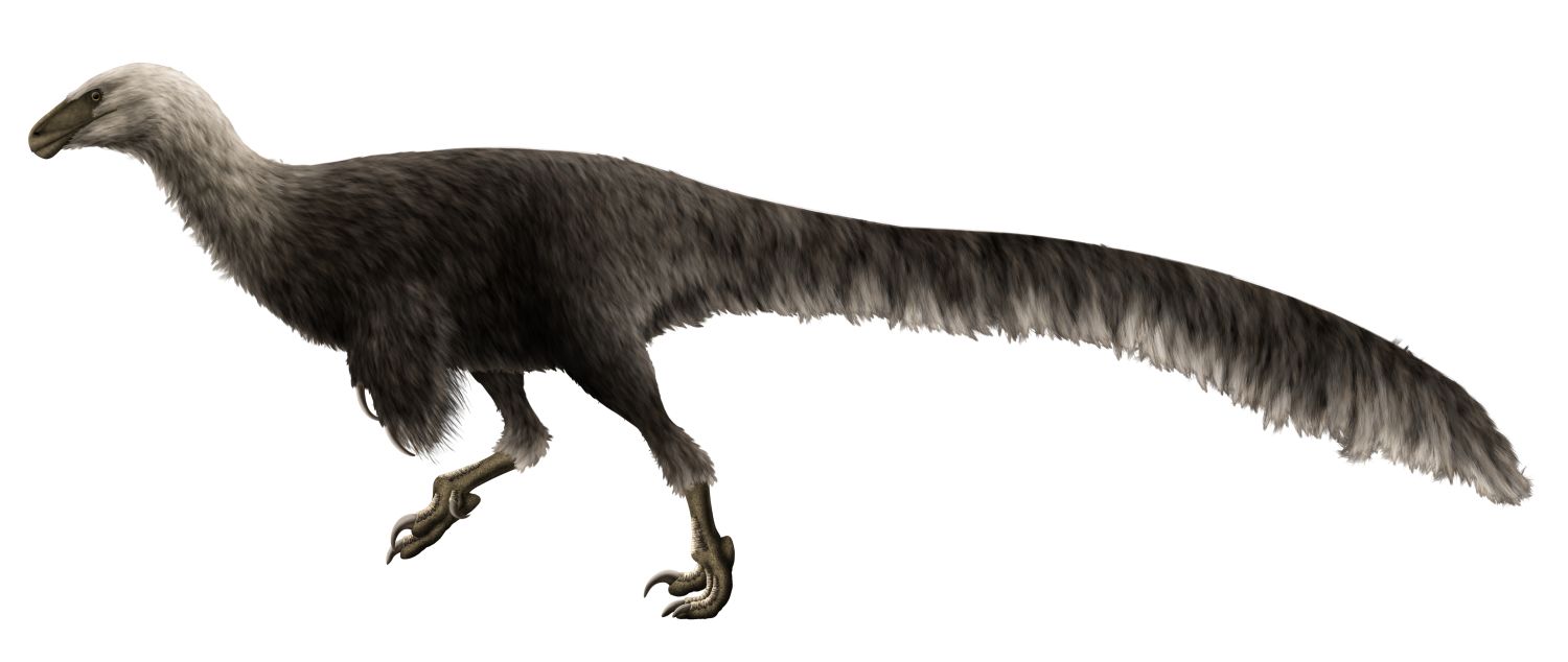 Rekonstrukce Ornitholesta, malého dravého dinosaura s pery pokrývajícími celé tělo.