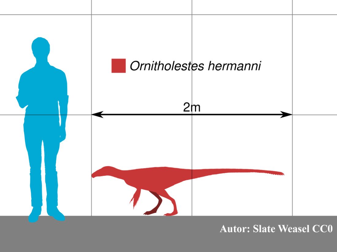 Ornitholestes malý dravý dinosaurus z jury srovnaný ve velikosti s lidskou postavou.