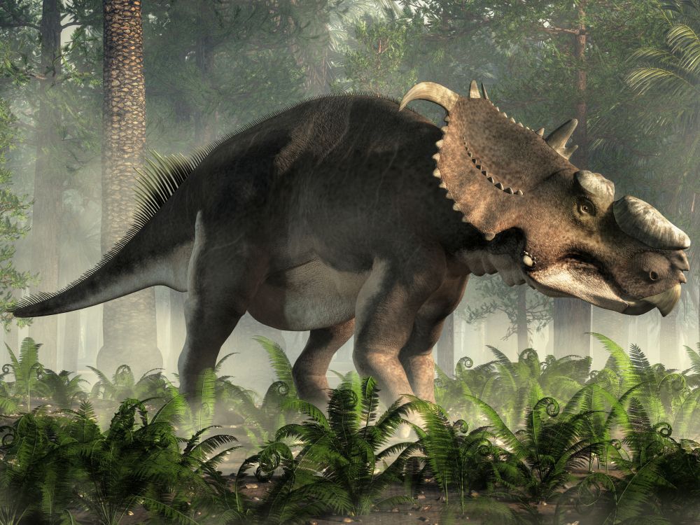 Pachyrhinosaurus-bylozravy-dinosaurus