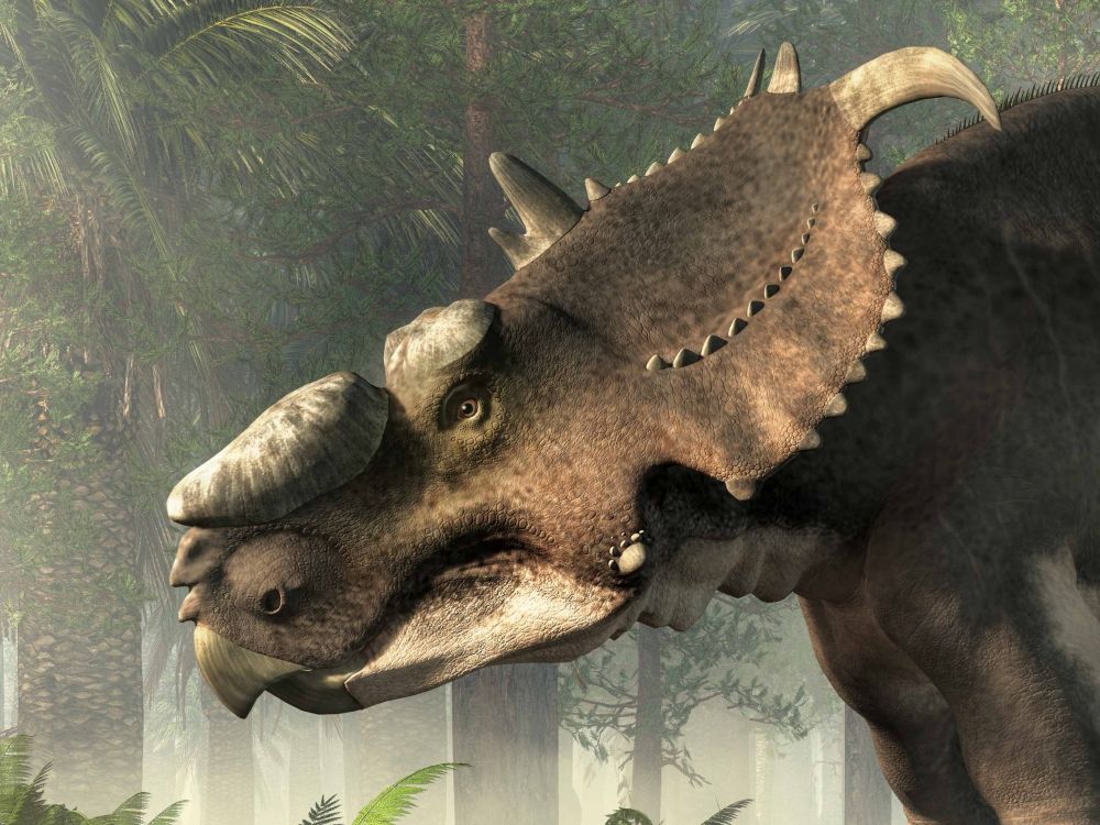 pachyrhinosaurus-detail-hlavy-dinosaura