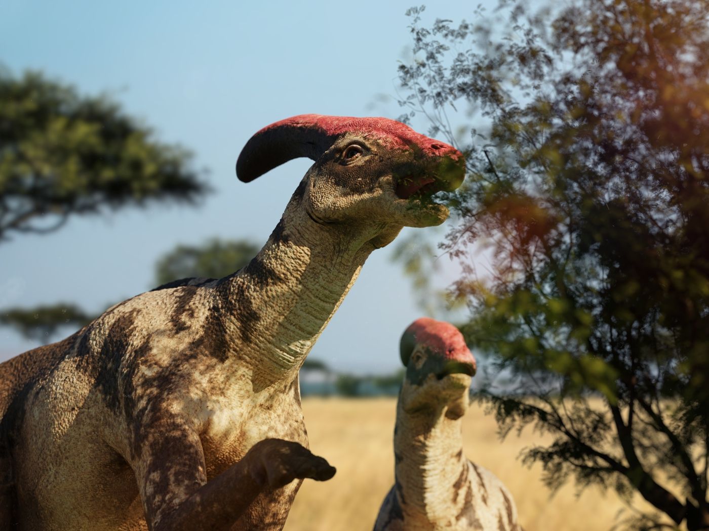Parasaurolophus dinosaurus s mládětem okusuje vegetaci v pravěké krajině.