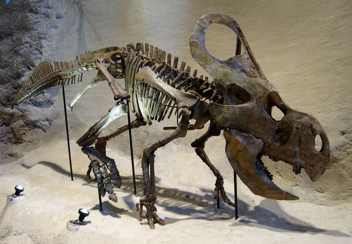 protoceratops-andrewsi-kostra