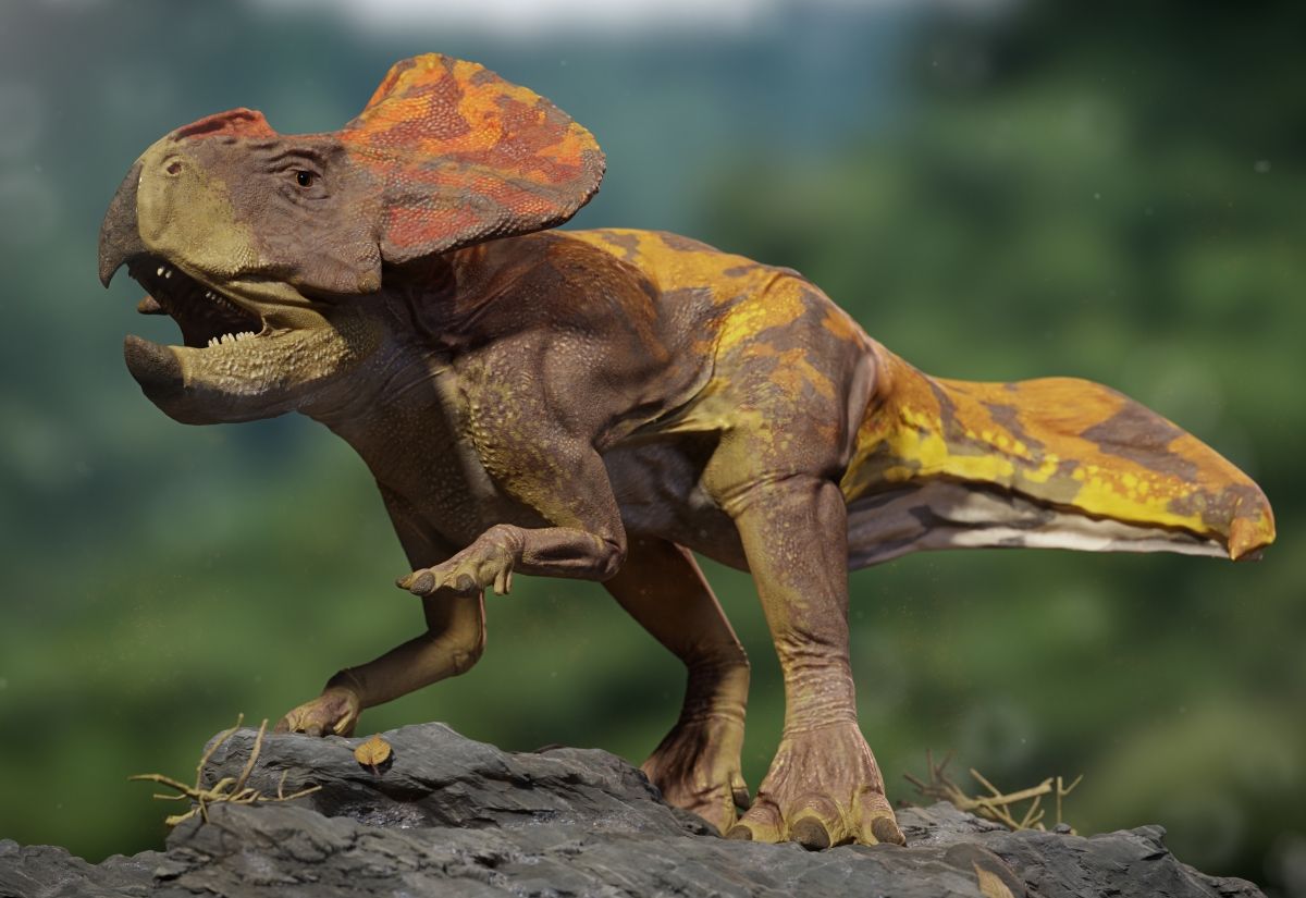 protoceratops-bylozravy-dinosaurus