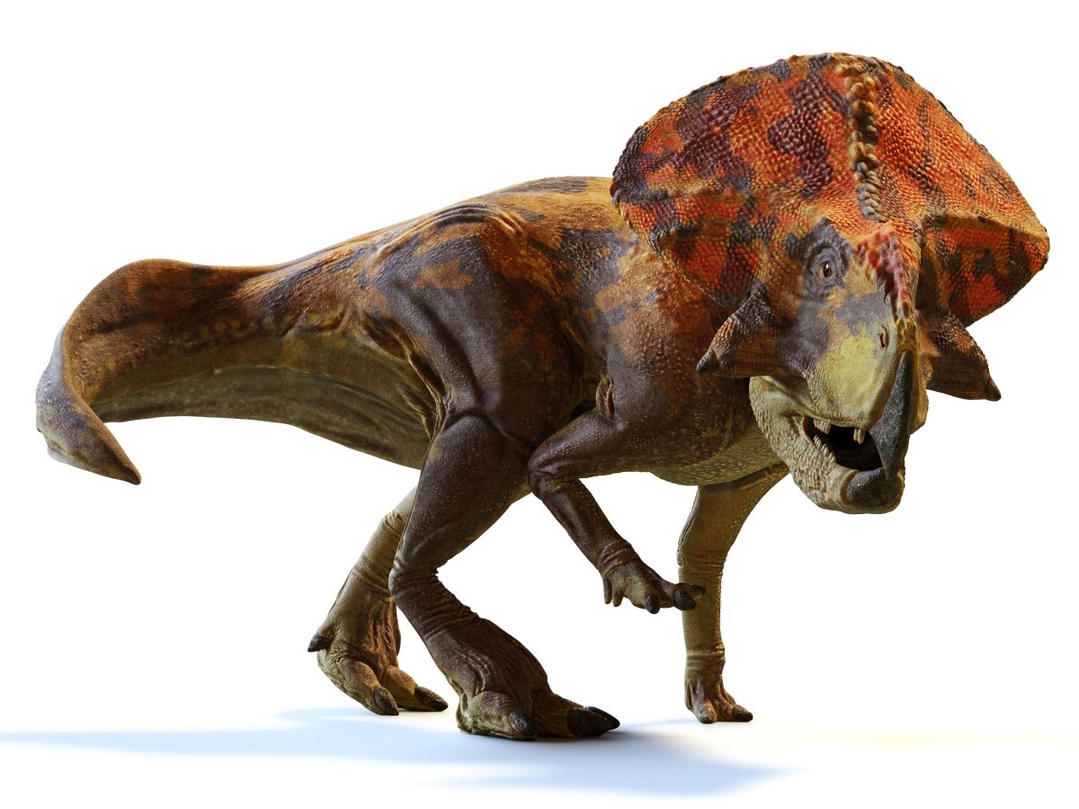 protoceratops-dinosaurus-pravek