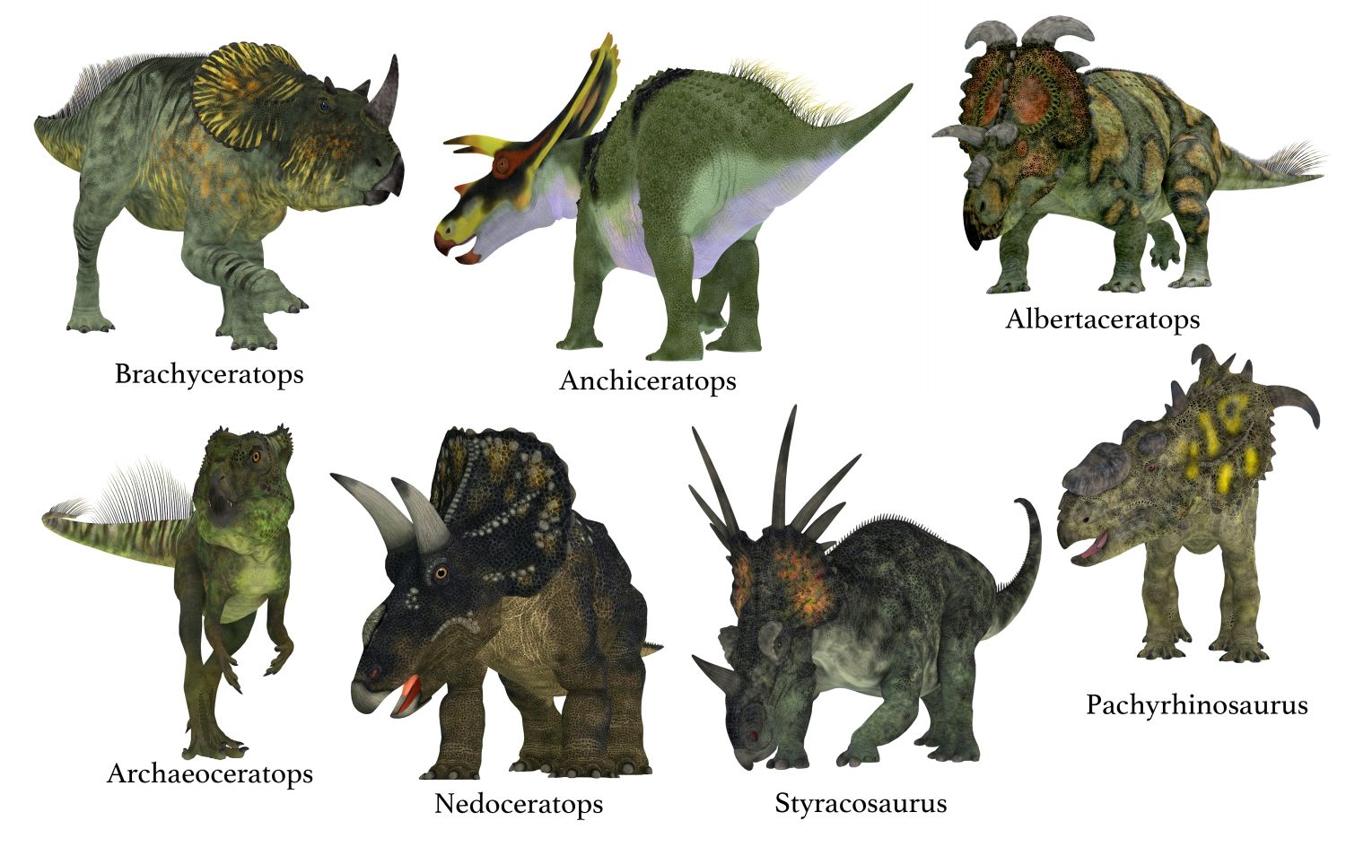 Ceratopsia – skupina rohatých býložravých dinosaurů s límcem a rohy na hlavě.