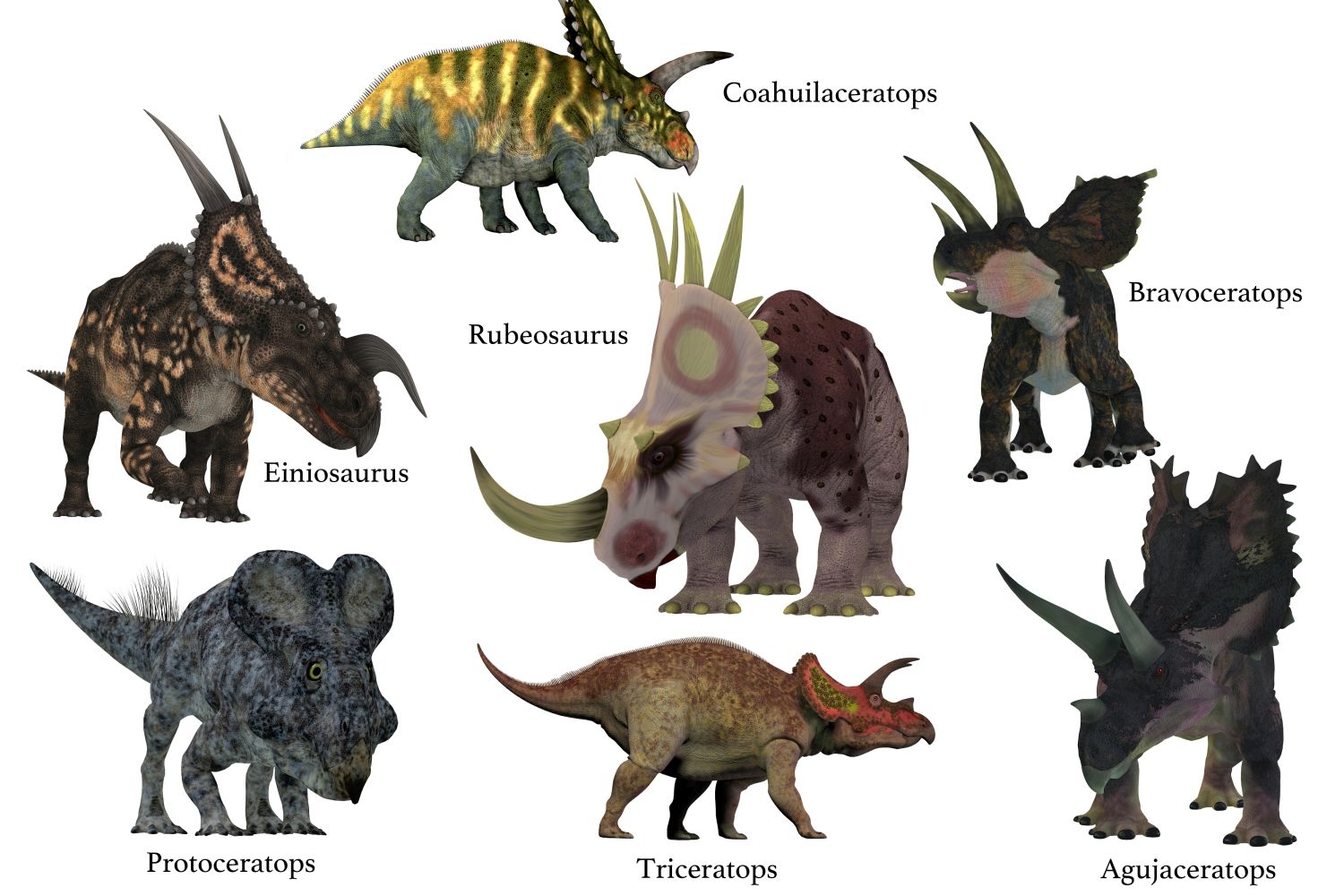 Rohatí dinosauři Ceratopsia, býložravci s výraznými límci a rohy