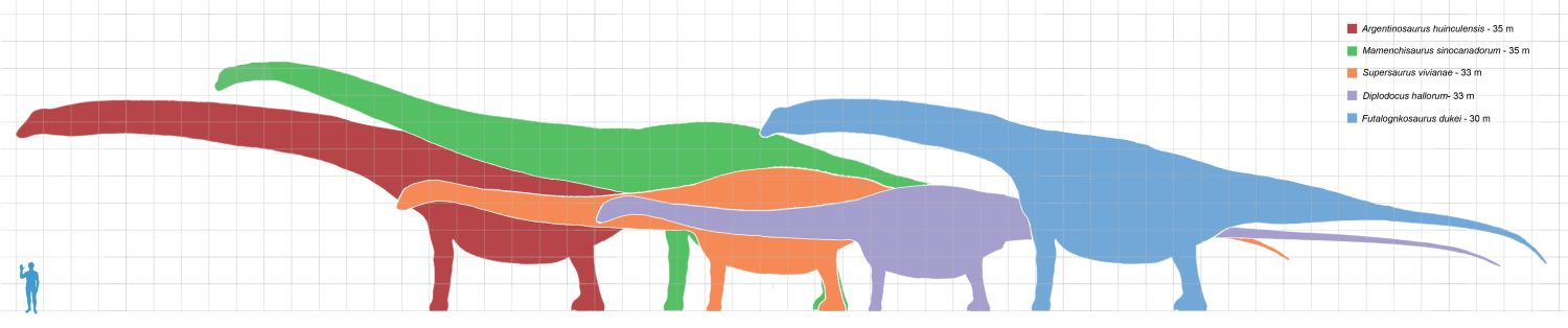 Srovnávací schéma ukazuje délky největších sauropodních dinosaurů v historii.