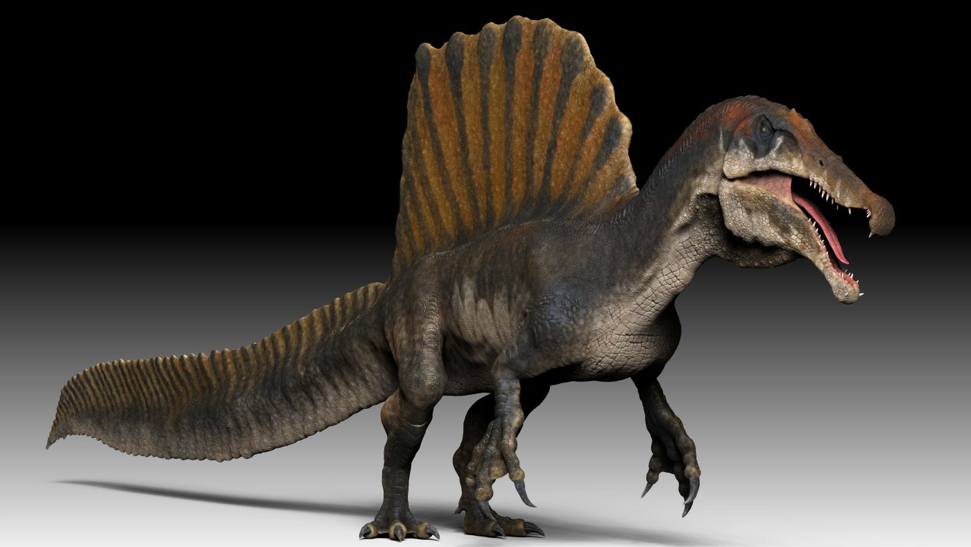 Spinosaurus dravý dinosaurus v moderní rekonstrukci se širokým ocasem pro plavání.