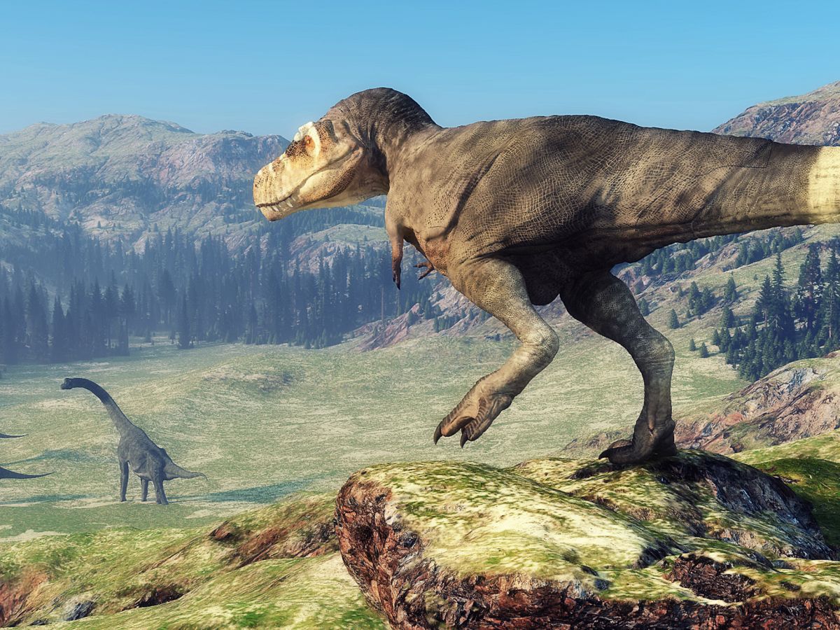 Dospělý Tyrannosaurus rex na vyvýšenině pozoruje v dálce obřího sauropoda jako možnou oběť.