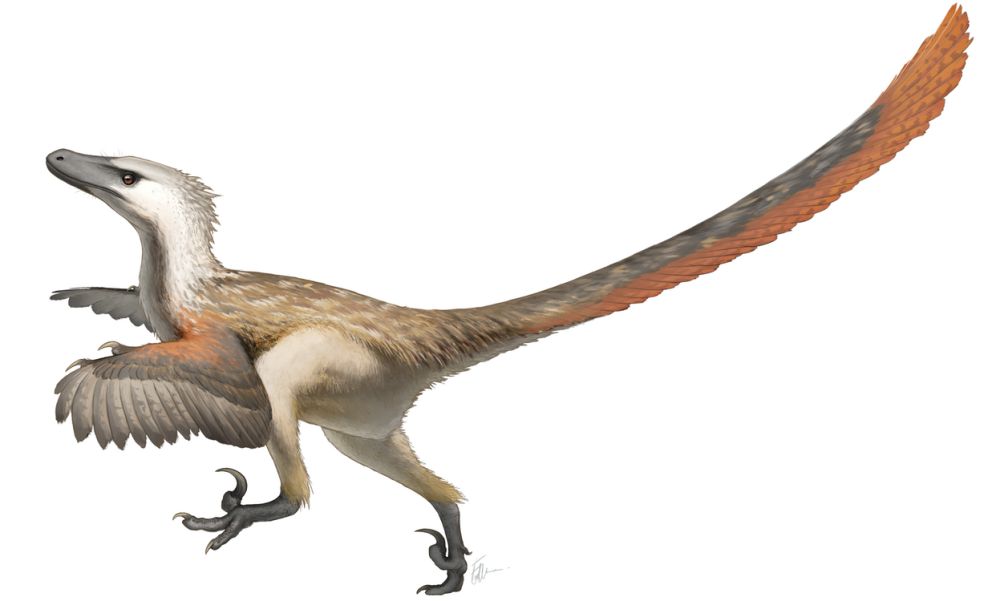 Velociraptor s peřím bílo-šedé barvy a výrazným oranžovým zakončením per na ocasu.