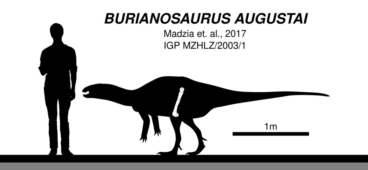 Černobílá ilustrace dinosaura Burianosaurus augustai s postavou člověka pro měřítko.
